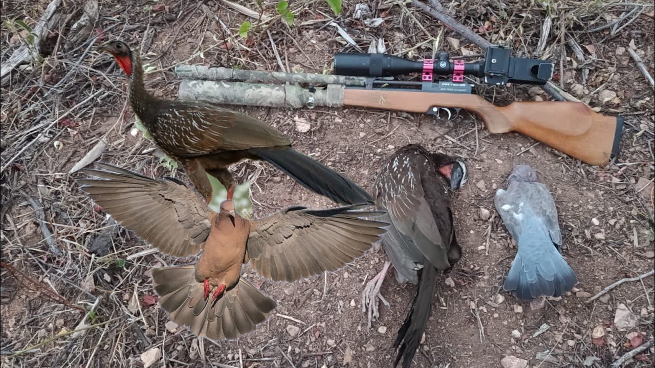 Caçada de jucu com a PR900