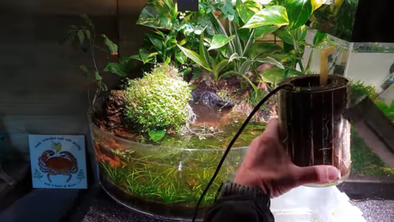 HOW TO TRIM AQUARIUM PLANTS YouTube