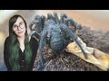 BLACK camel spider, scary huntsmen, TRAPDOOR & MORE .. UNBOXING