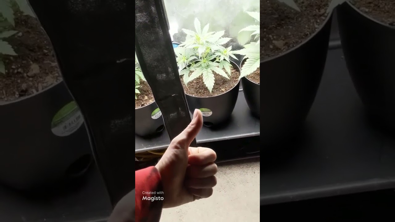 24 day old auto flowers