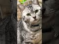 #オリジナル曲 #cat #ボカロ曲 #synthesizervオリジナル曲 #shorts