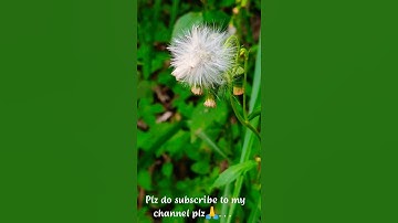 macro shot video with poco m2 pro || for Android Mobile