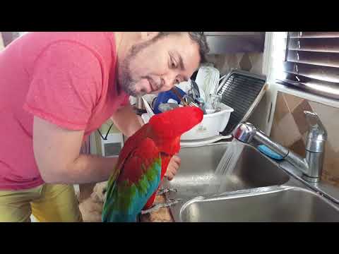 Vidéo: Comment Donner De L'eau à Un Perroquet