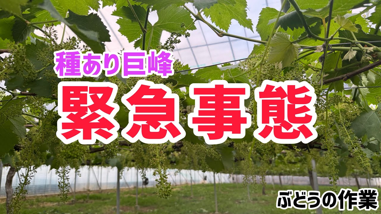 ぶどうの作業」種あり巨峰の畑で緊急事態！！ - YouTube