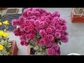 Chrysanthemum Plant Care || how to grow supper quality Chrysanthemum plant in a pot Home/Garden
