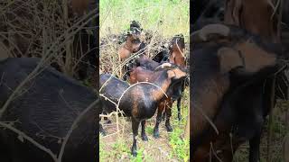 CABRAS DE MONTAÑA: EL NEGOCIO RURAL QUE ESCALA RÁPIDO EN CHINA