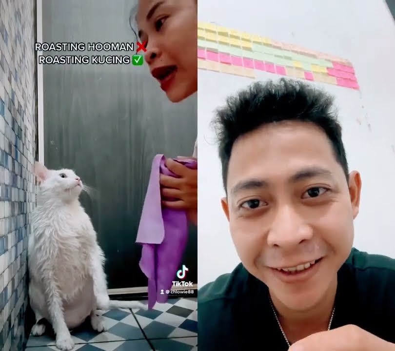 Si owie janda lapuk suka cari GADdun #funny #cat #reaction #memes #trending #cute #cats #shorts