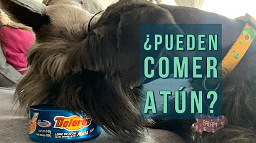 ¿Pueden comer atún los perros?