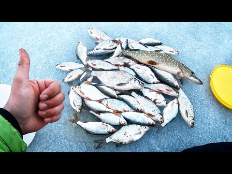 Видео: БОГАТЫЙ ПЕРВЫЙ ЛЁД 2024 на РЕКЕ!!! Рыбалка на ЖЕРЛИЦЫ с РУСЛА Северского Донца