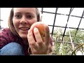 Впервые посадила огород! Что же выросло?!(архив)