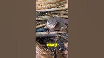 Why is this otter scared 🤔
