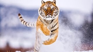 El Emblemático Tigre Siberiano
