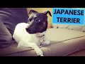 Japanese Terrier - Nihon Teria - Facts and Information の動画、YouTube動画。