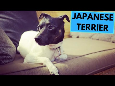 Video: Japanese Terrier Dog Breed Hypoallergenic, Health And Life Span