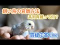 飼い鳥の育雛方法　共同育雛って何？【質疑応答ライブ】