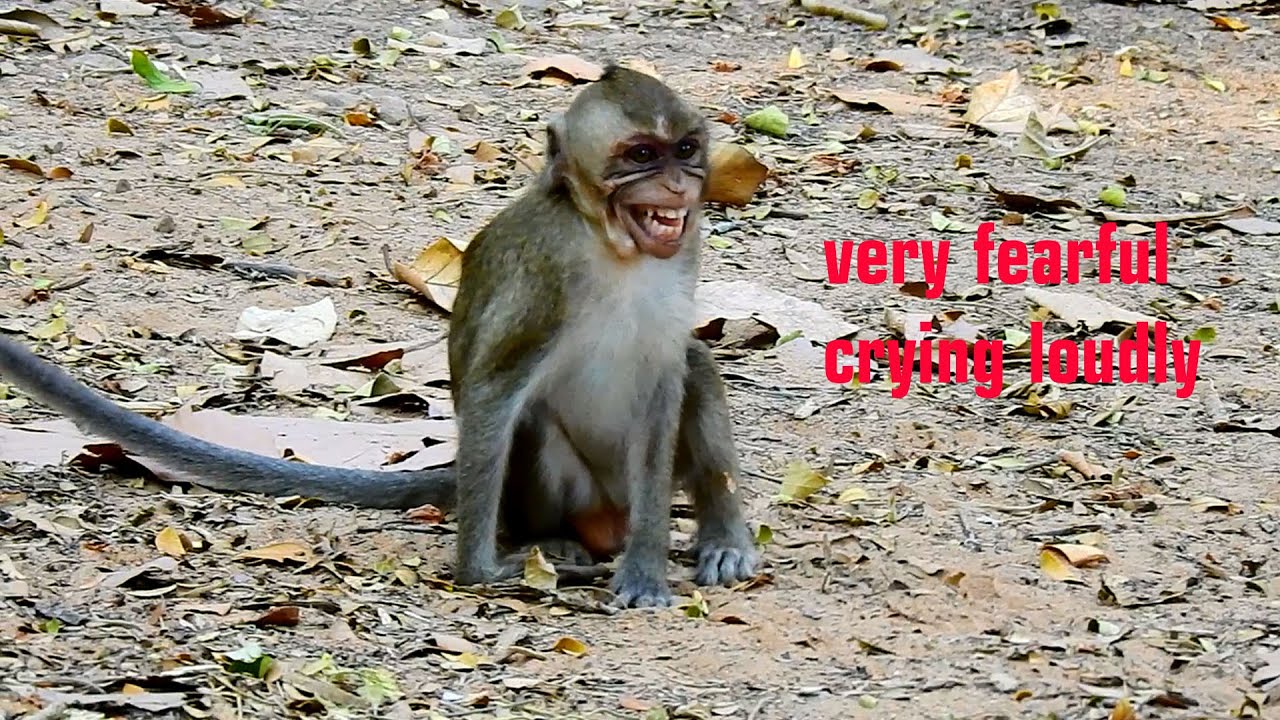 Oh, Very frightened & pity so much on baby Janna got injury & bruise on eyes fearing others attack.