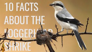 10 Facts About the 'Butcher Bird' (Loggerhead Shrike)