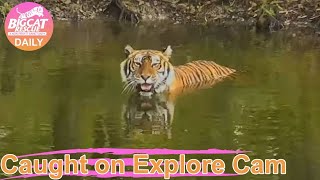 Priya cooling off in the lake. Priya tiger at Big Cat Rescue.