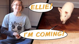 How to Teach Your Rabbit to Come When Called screenshot 5