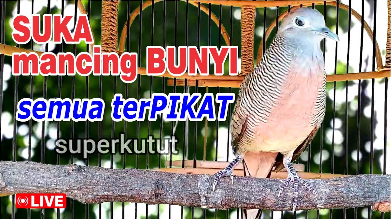 suara burung Perkutut Lokal Gacor paling manjur buat masteran