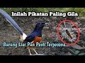 🔵Part 4_Ini Dia Pikatan Paling Gila_Bikin Burung Murai Batu Luluh Terpesona |Murai Batu Borneo|