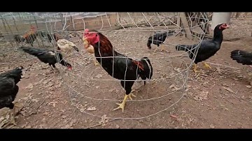 Noob Qaib Mev Qaib Ncaws lauj kaub