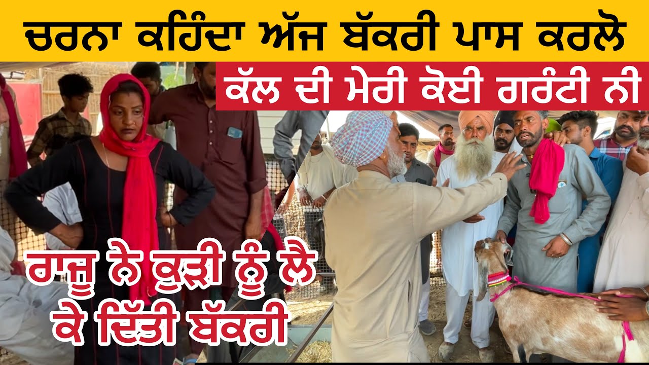 ਚਰਨਾ ਕਹਿੰਦੀ ਬੱਕਰੀ ਪਾਸ ਕਰਲੋ ਮੇਰੀ ਕੋਈ ਗਰੰਟੀ ਨੀ | Tungwali Bakra Mandi Farm Punjab de #farming #goats