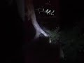that ringtail give hooptie the slip this is from a couple years ago God bless