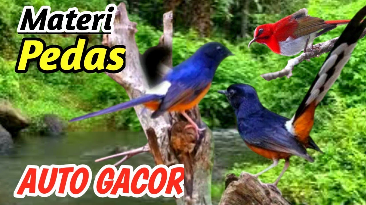 Masteran Murai Batu Terapi Alam Aliran Sungai – Natural River Relaxation Sound for Gacor