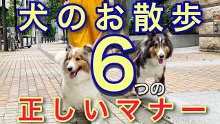 犬のお散歩正しいマナー6選ご紹介【№118】