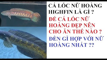 Cá cảnh An An | Tiêu chí để lựa chọn cá lóc Nữ Hoàng high fin ( Kỳ cao) | Cá Lóc kiểng