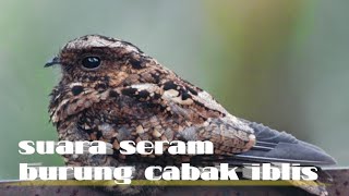 suara seram burung cabak iblis !!!bikin merinding