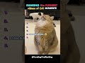 Ranking the Funniest Cats Moments #cats #ranking #shorts #trendingnow #viralnow