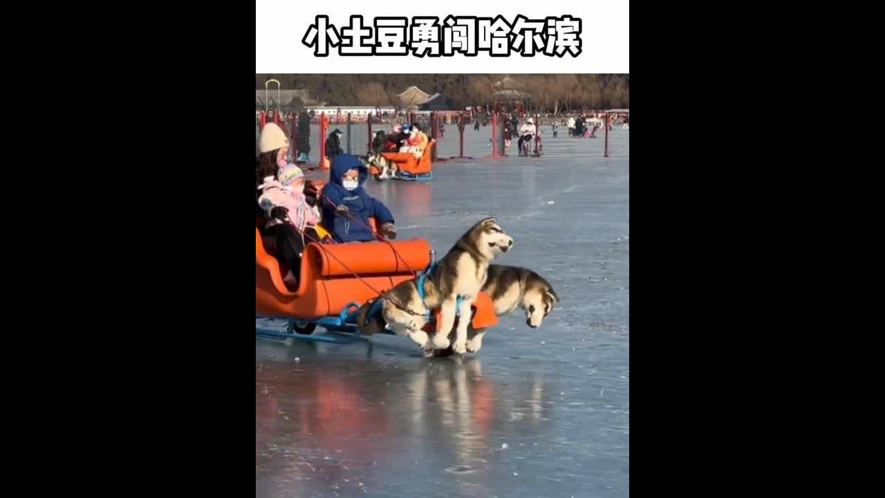 小土豆勇闯哈尔滨，只为贡献笑料，东北大哥却被迷得五迷三道！#哈尔滨 #南方小土豆 #尔滨你让我感到陌生  #万万没想到