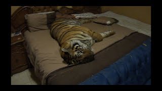 Why is there a tiger on Your bed?