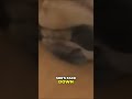 Cute Dog's Hilarious Digging Antics & Health Concerns #shorts