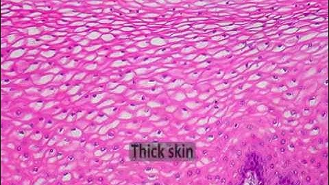Epithelial Tissue  Part 2   Histology