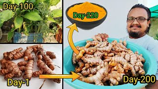 How To Grow Turmeric In Pot , With 7 Months Updates | गमले में ढेर सारी हल्दी उगाने का आसान तरीका