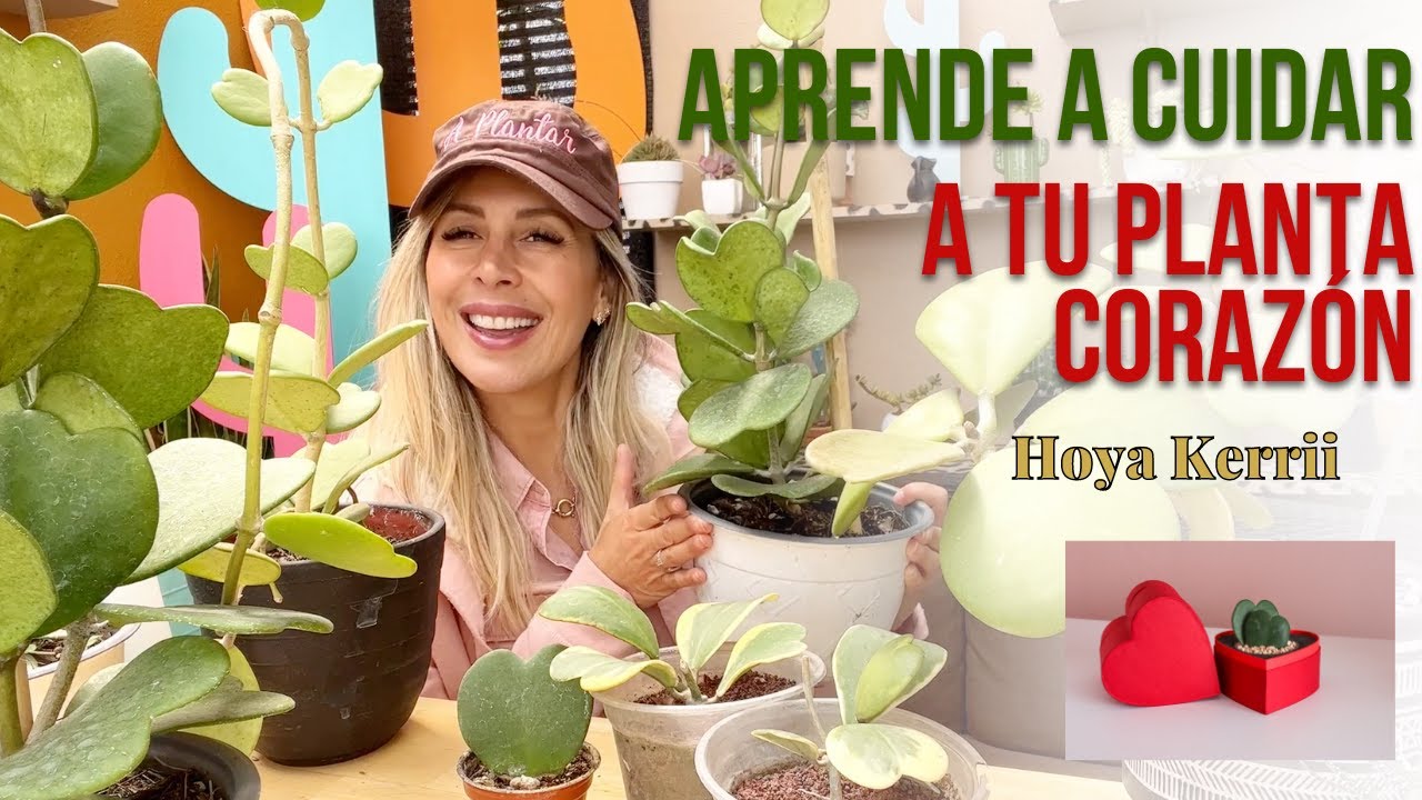 Cómo cuidar y propagar Hoya Kerrii planta corazón #plantacorazon #hoyakerrii