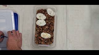 Ball Python Cutting Clutch 2025-32