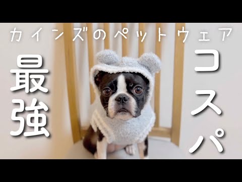 カインズでペットウェアをゲットするももう穴があきました/ボストンテリア