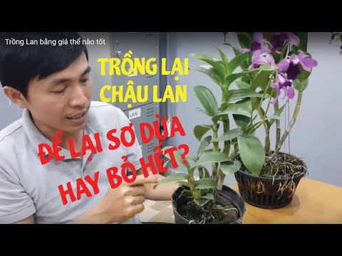 Nên Bỏ Hết Sơ Dừa Khi Sang Chậu Cho Lan Hay Không? | #MêLanTV | Foci