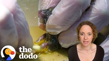 This Is Why No One Should Use Sticky Glue Traps | The Dodo