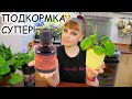 Супер Йод для Комнатных Растений. Лучшие рецепты подкормок!