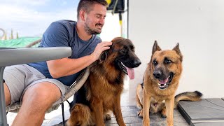 How does the voice of a jealous German Shepherd Sound!