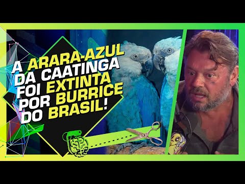 COMPRANDO A ARARINHA-AZUL DE TRAFICAN3S PELO BEM DA ESPÉCIE - RICHARD RASMUSSEN E LEANDRO SILVEIRA