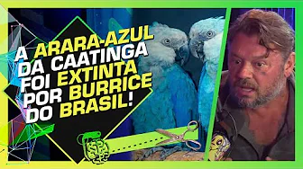 imagem do youtube