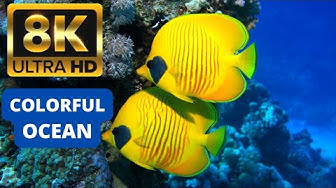 840 Koleksi Ikan Hias Air Laut Butterflyfish HD