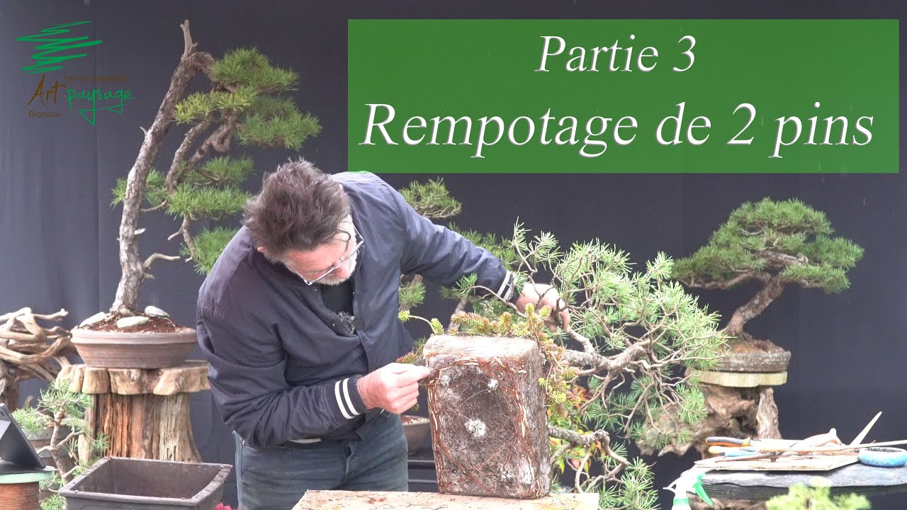 Partie 3 sur le rempotage de Pins Sylvestre 
