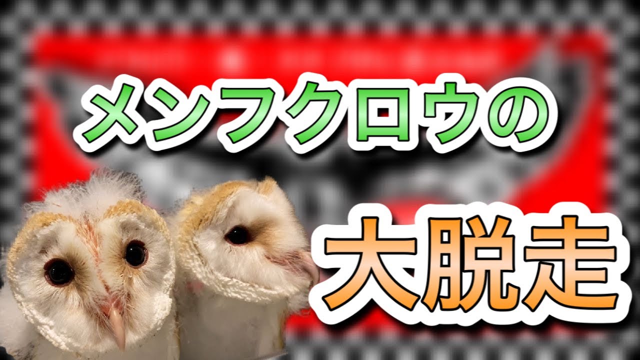 メンフクロウの雛が逃げ出した Escape Barn Owl Youtube